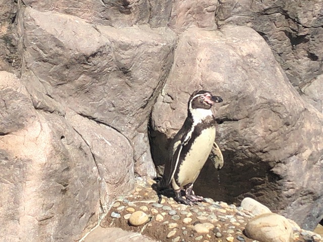 一人水族館のぼっちペンギン