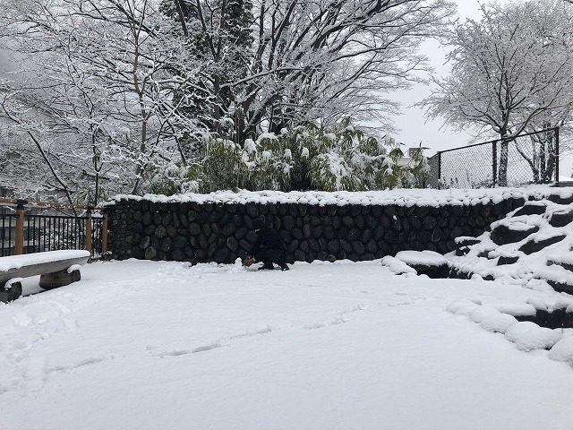 一人で雪遊びするおっさん
