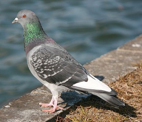 ホーホーホッホーって鳴く鳥は誰なのか 鳴き声の犯人はアイツだった ぼっちライダーのひとり旅